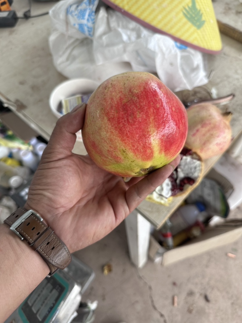 突尼斯软籽石榴。地头囤货价。
