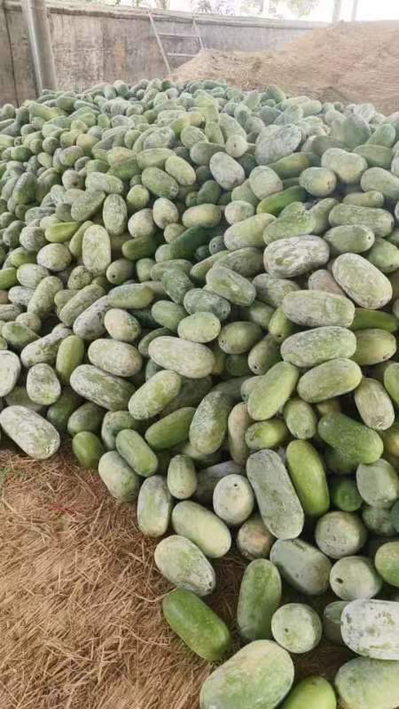 产地精品水果冬瓜批量走货价格低各种规格