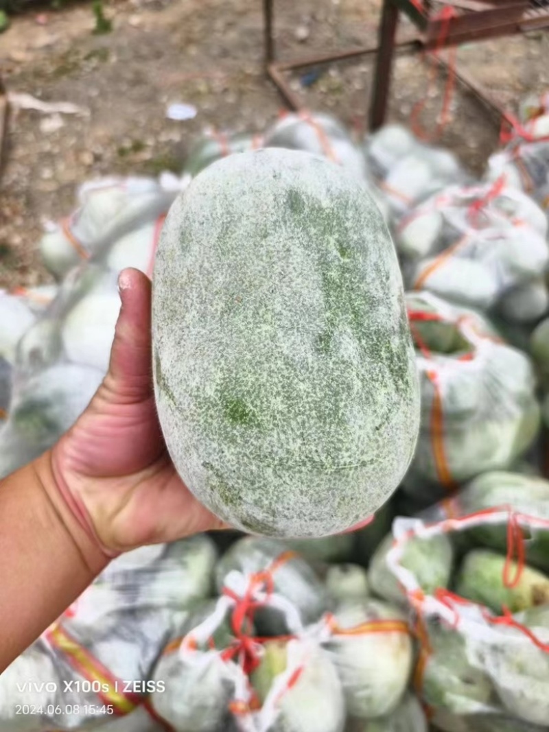 产地精品水果冬瓜批量走货价格低各种规格