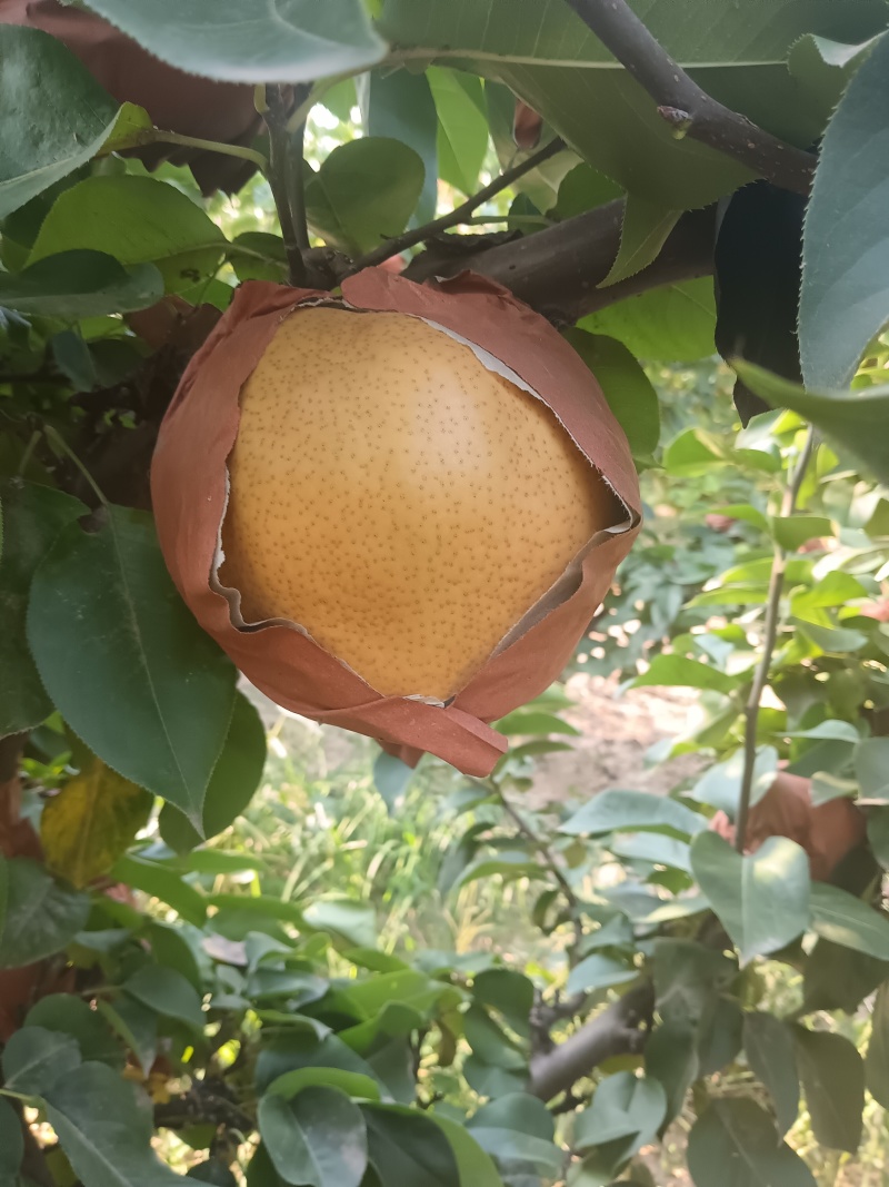 晚秋黄梨收货现场