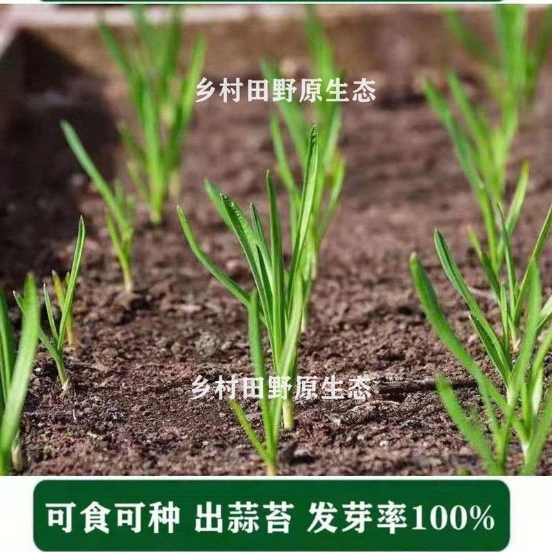 对接电商老板紫皮蒜种子本地红皮大蒜紫皮