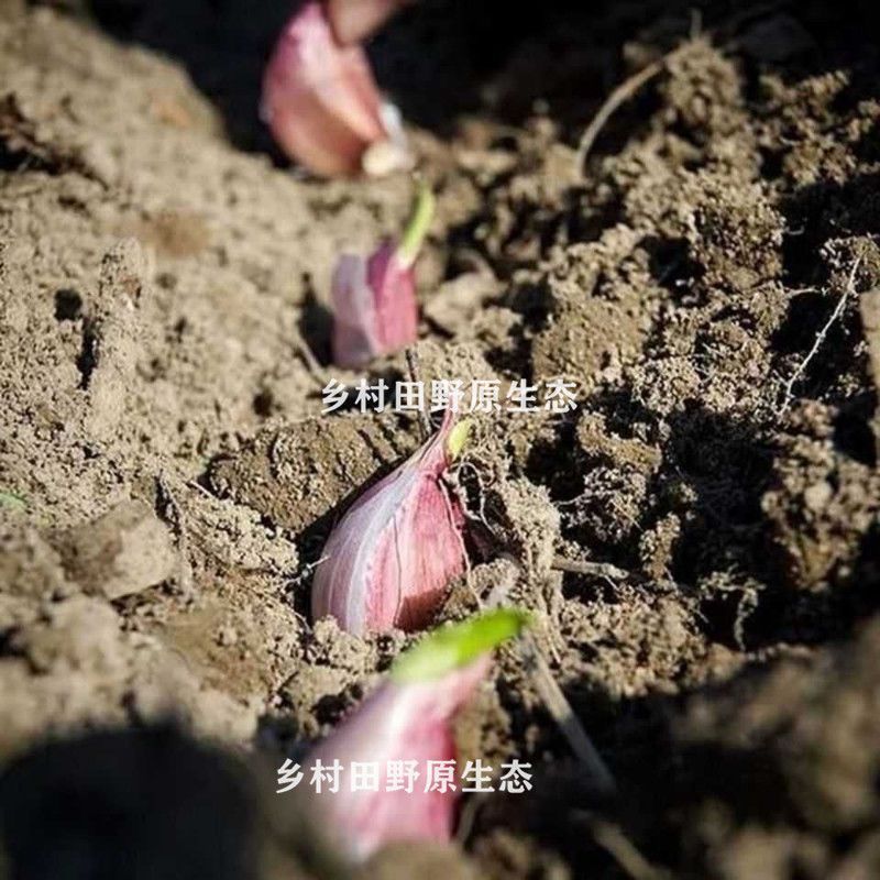 对接电商老板紫皮蒜种子本地红皮大蒜紫皮