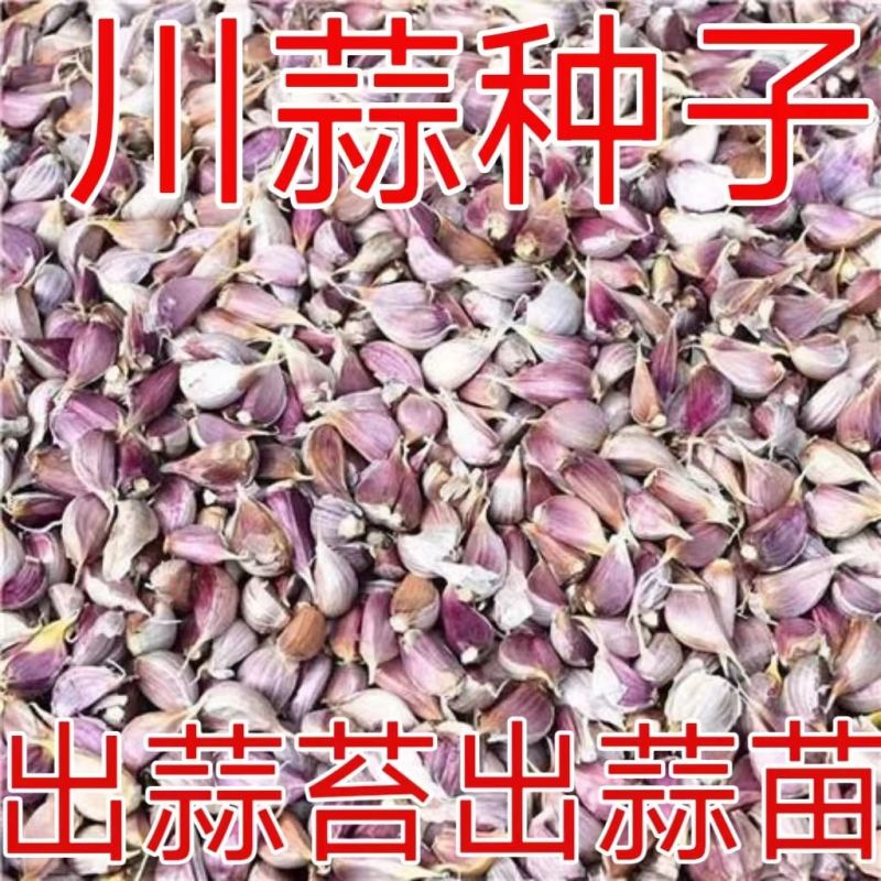 对接电商老板紫皮蒜种子本地红皮大蒜紫皮