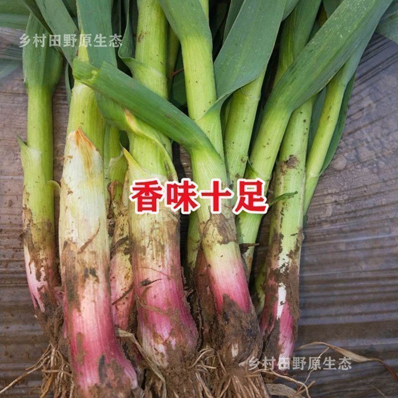 对接电商老板紫皮蒜种子本地红皮大蒜紫皮