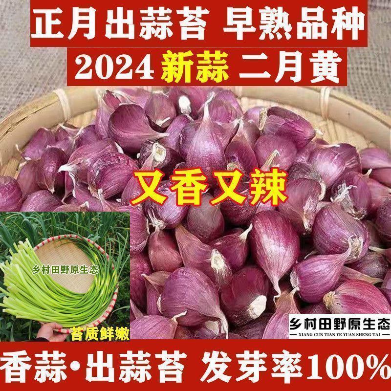 对接电商老板紫皮蒜种子本地红皮大蒜紫皮