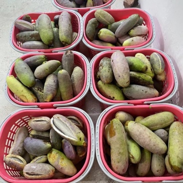 中华圣果八月瓜
