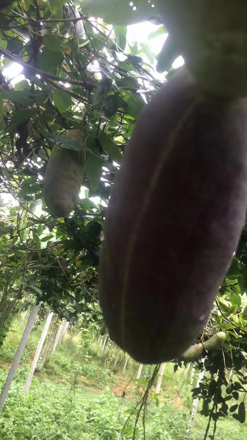 中华圣果八月瓜