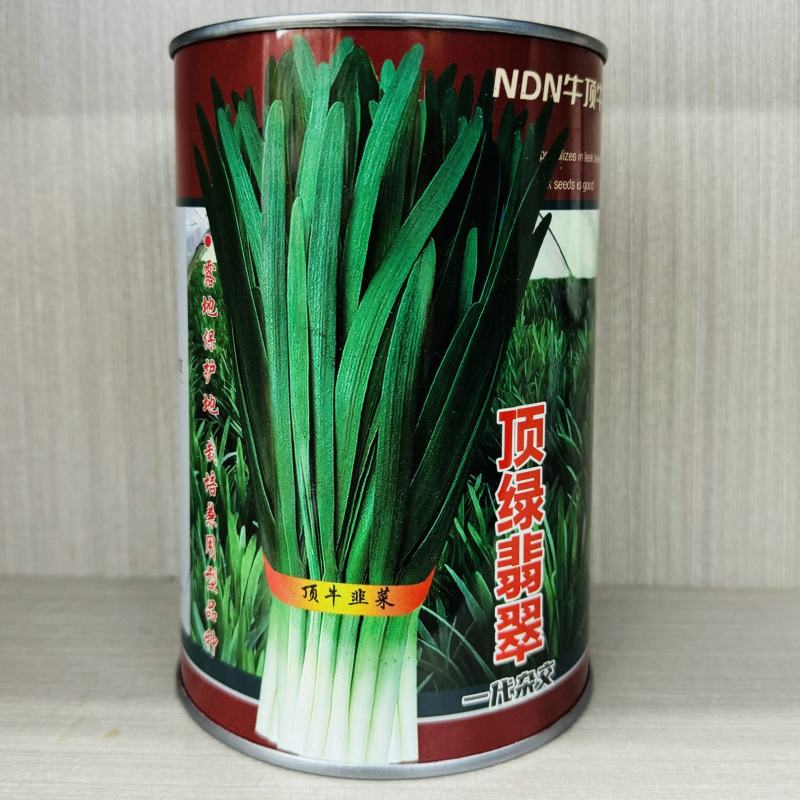 顶牛翡翠多抗四季韭菜种子不休眠耐热耐寒露天高端大棚韭菜种