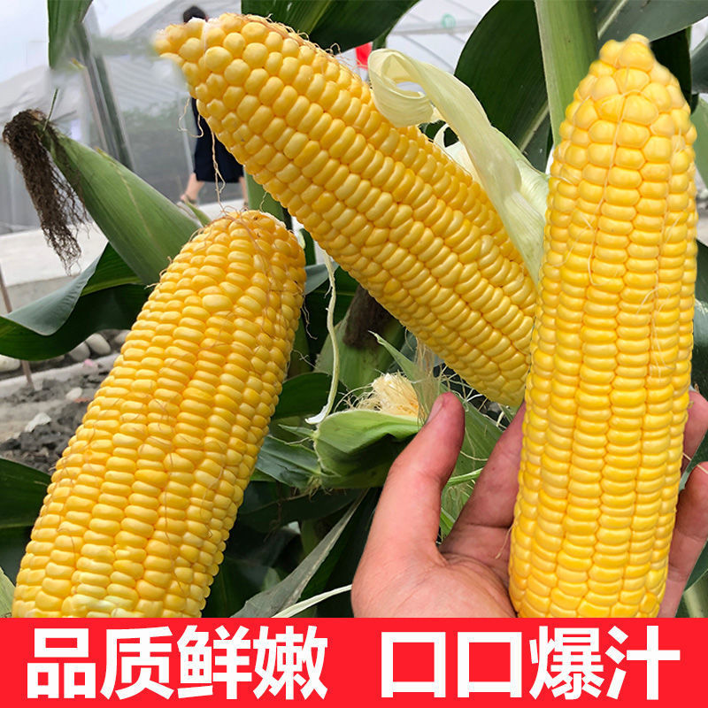 水果玉米开袋即食真空装新鲜免煮爆汁甜玉米段0添加低脂代餐
