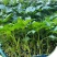 高收益红彩椒苗子种子山东潍坊寿光保护地种植大果肉厚果型方