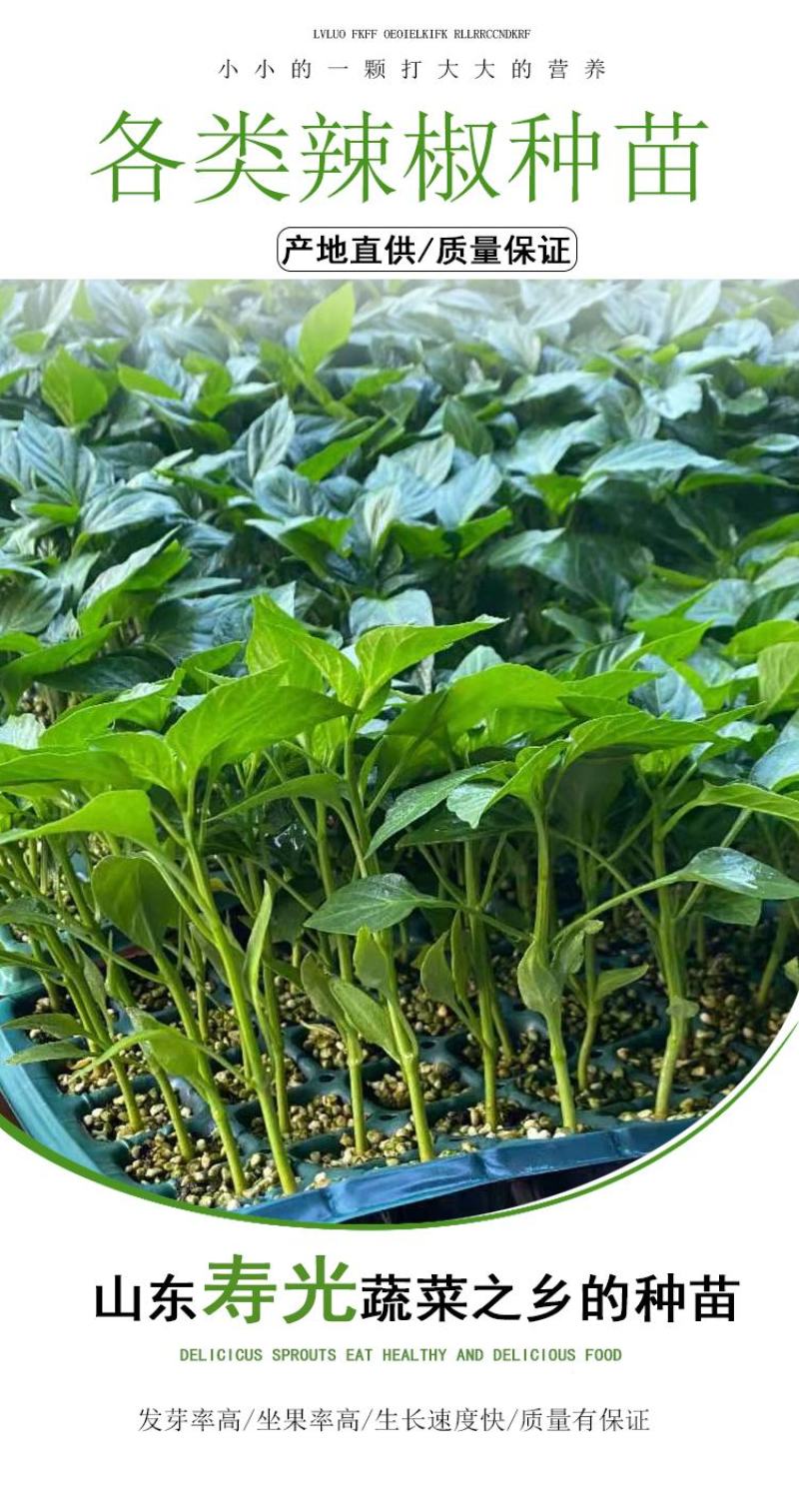 高收益红彩椒苗子种子山东潍坊寿光保护地种植大果肉厚果型方