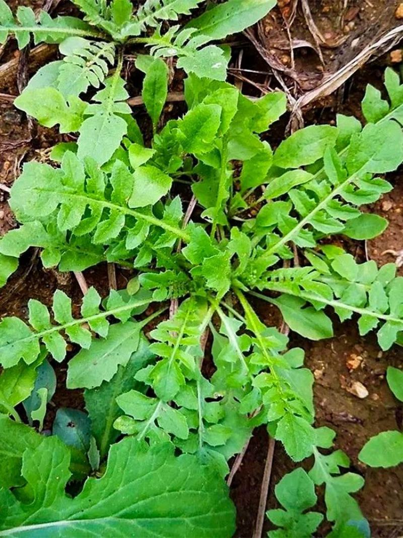 天然野生荠荠菜种子农户农家庭院阳台均可种植蔬菜种子