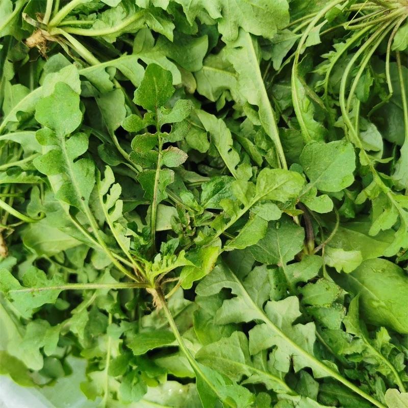 天然野生荠荠菜种子农户农家庭院阳台均可种植蔬菜种子