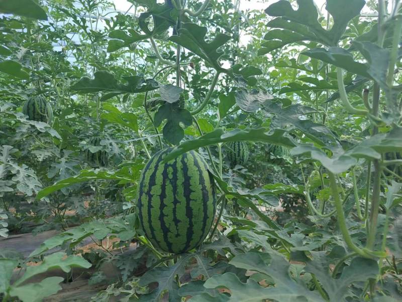 赤峰全美2k西瓜内蒙西瓜手掰瓜包熟包甜口感好耐裂糖度高