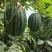 赤峰全美2k西瓜内蒙西瓜手掰瓜包熟包甜口感好耐裂糖度高
