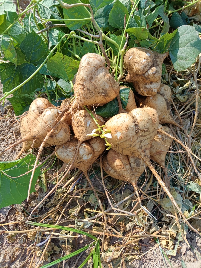 凉薯豆薯白地瓜支持视频看货，可发往全国市场！