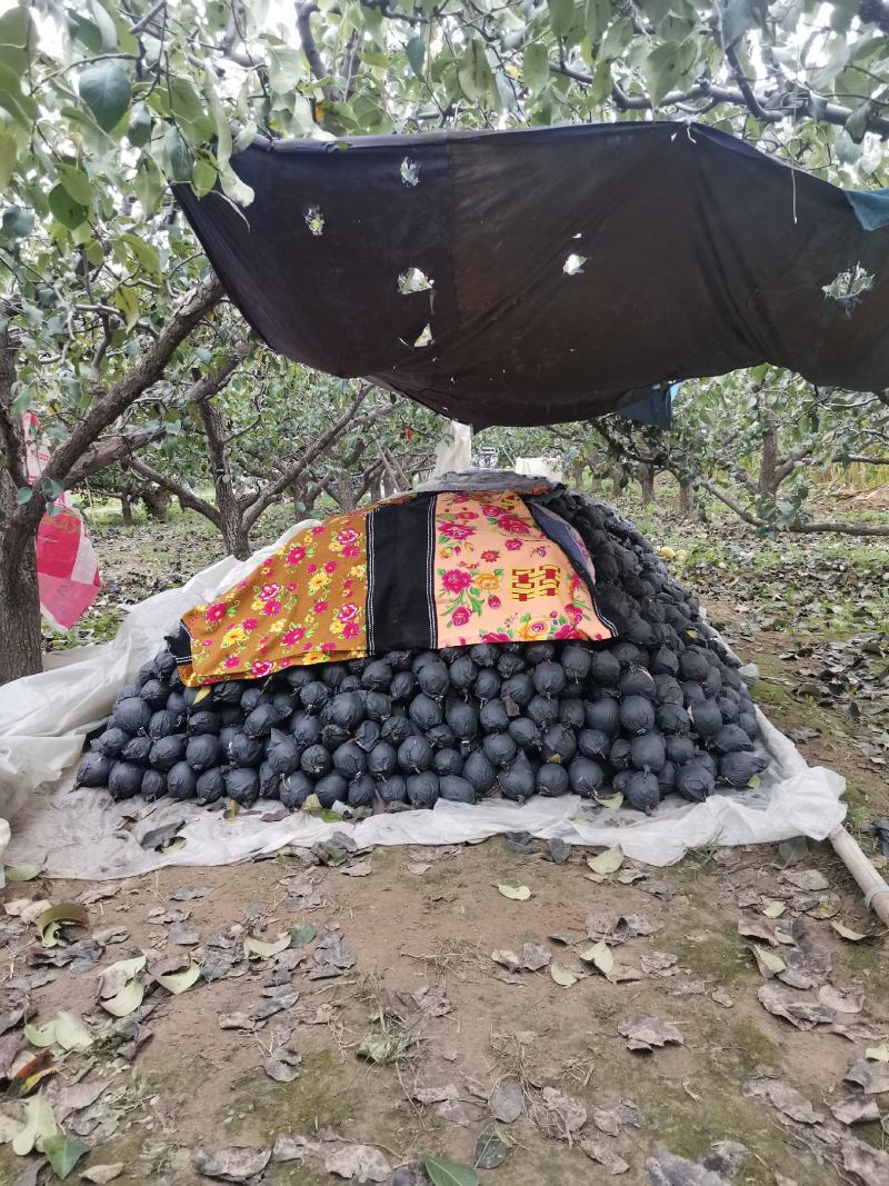 雪花梨，鸭梨，自己家种的，三十年沙土地种植，黑色纸套