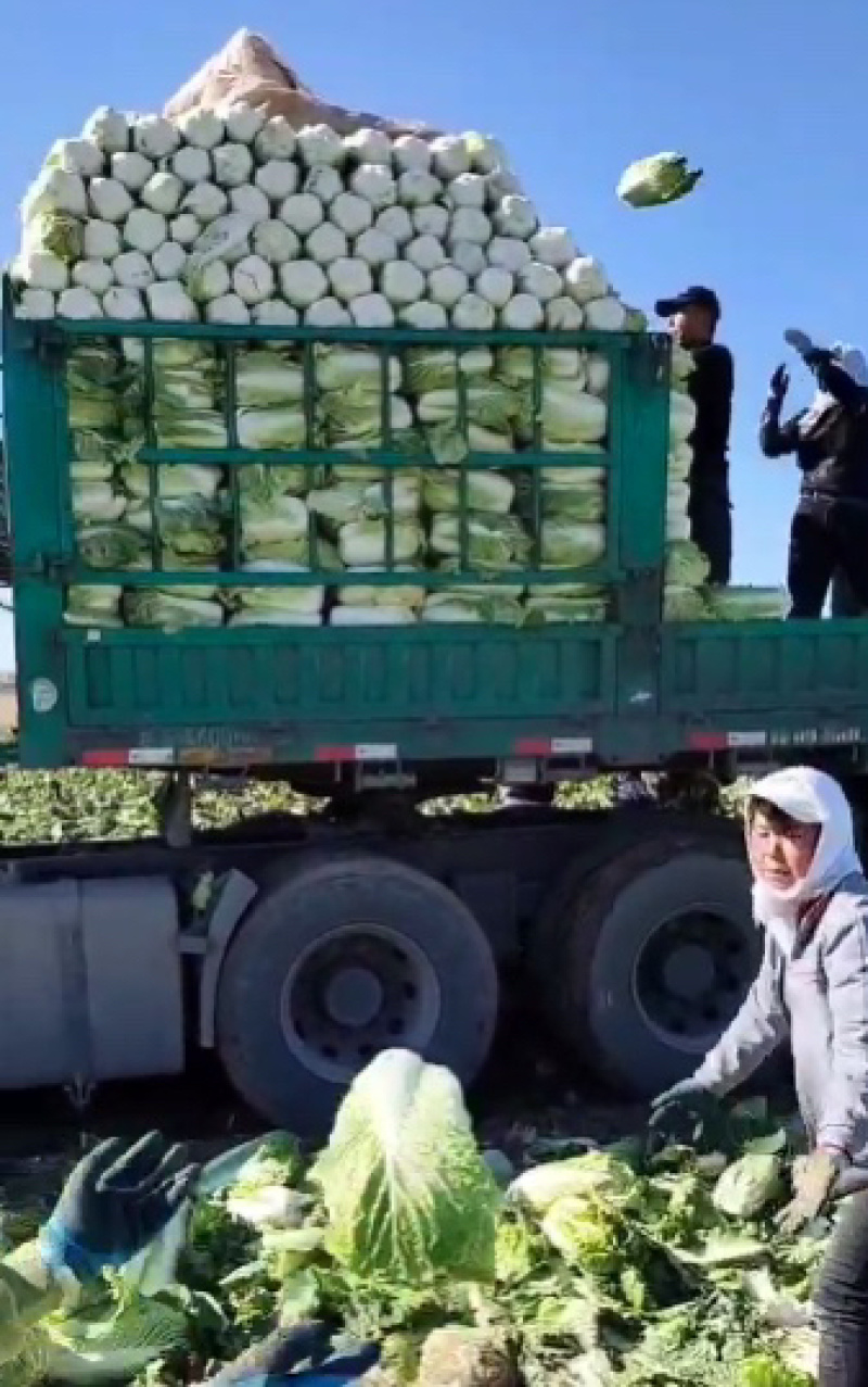 精品黄心白菜鲜白菜基地直发价格便宜质量好