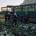 精品黄心白菜鲜白菜基地直发价格便宜质量好