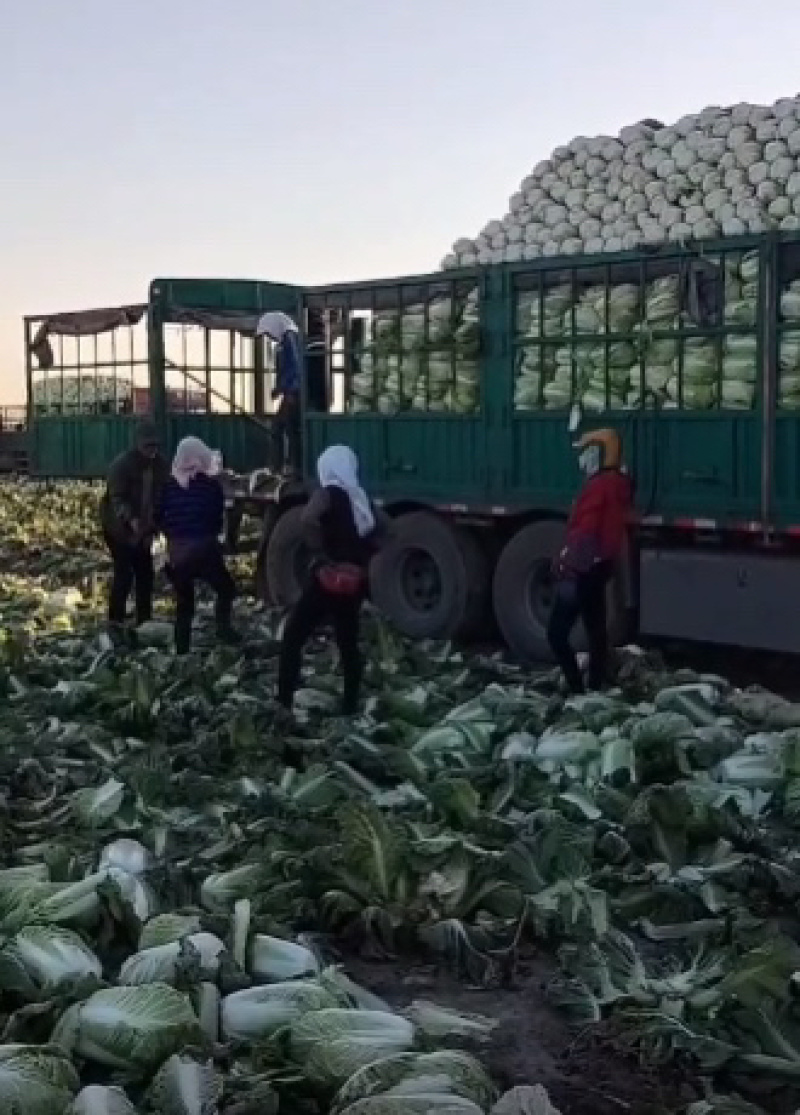 精品黄心白菜鲜白菜基地直发价格便宜质量好