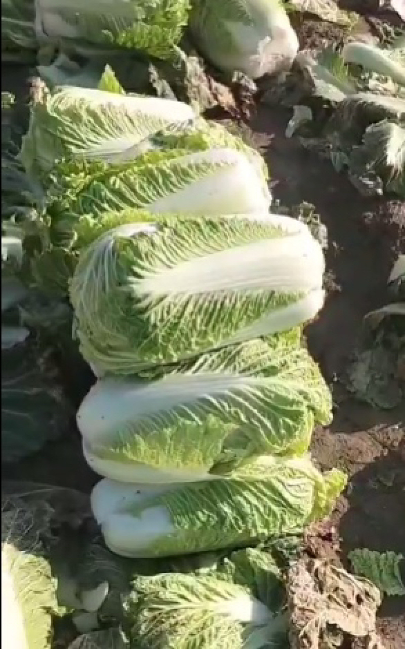 精品黄心白菜鲜白菜基地直发价格便宜质量好