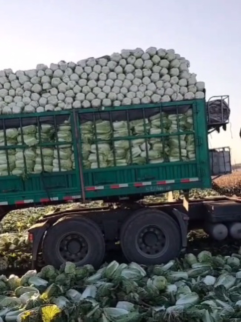 精品黄心白菜鲜白菜基地直发价格便宜质量好