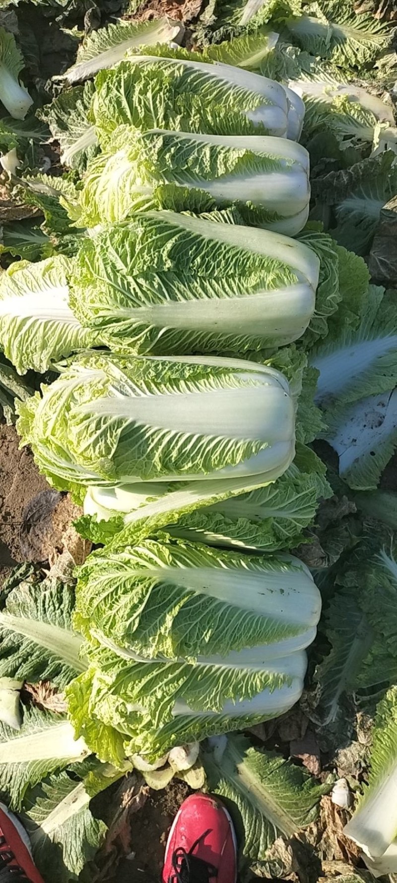 精品黄心白菜鲜白菜基地直发价格便宜质量好