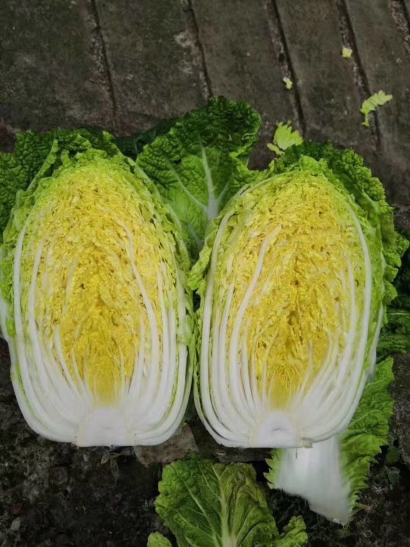 精品黄心白菜鲜白菜基地直发价格便宜质量好
