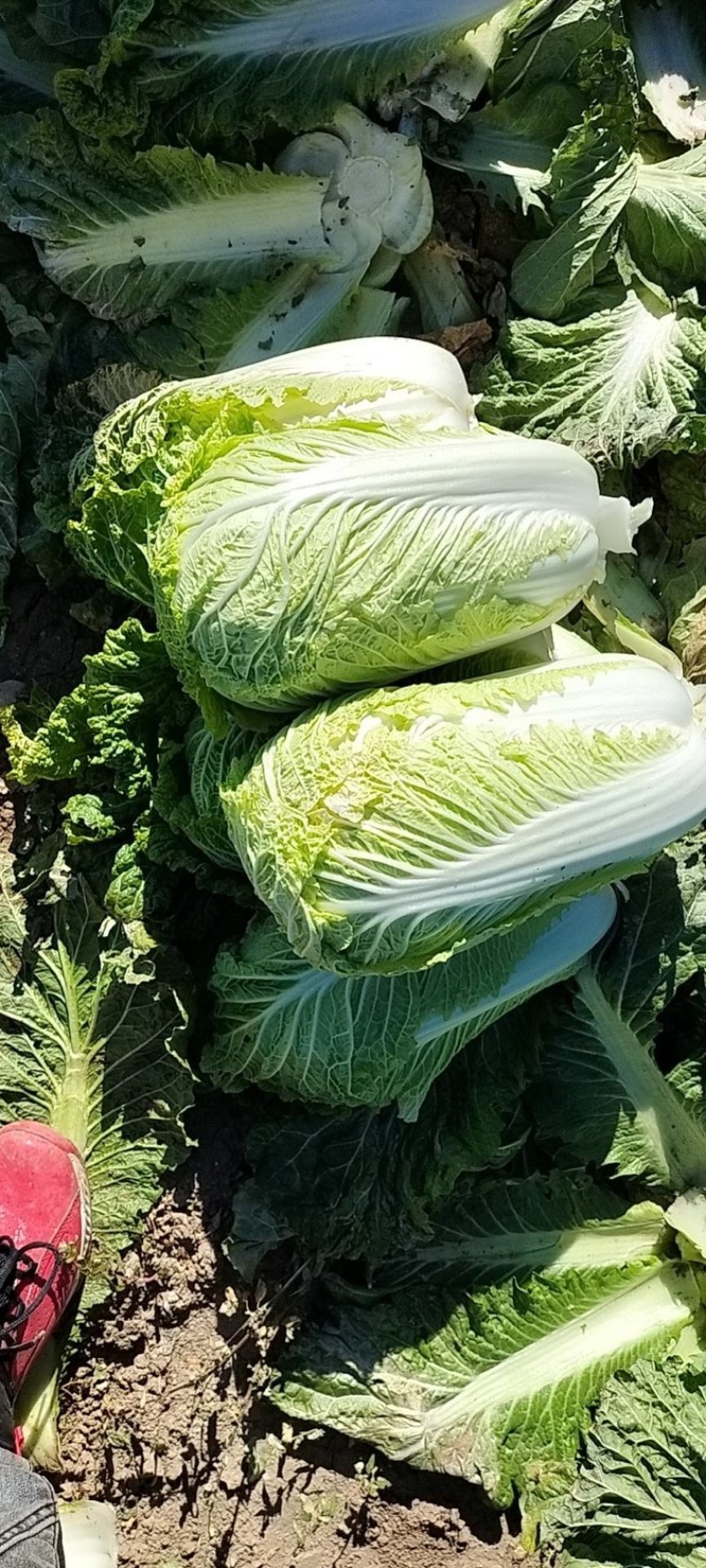 精品黄心白菜鲜白菜基地直发价格便宜质量好