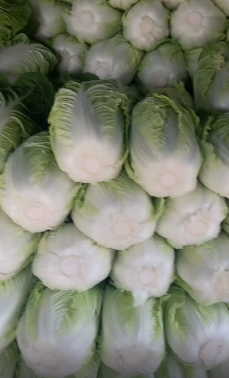 精品黄心白菜鲜白菜基地直发价格便宜质量好