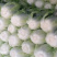 精品黄心白菜鲜白菜基地直发价格便宜质量好