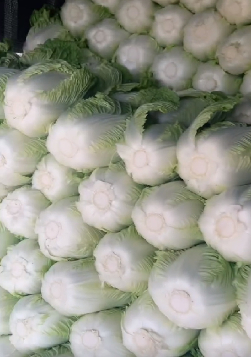 精品黄心白菜鲜白菜基地直发价格便宜质量好