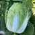 精品黄心白菜鲜白菜基地直发价格便宜质量好