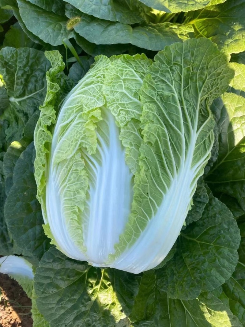 精品黄心白菜鲜白菜基地直发价格便宜质量好