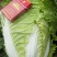 精品黄心白菜鲜白菜基地直发价格便宜质量好