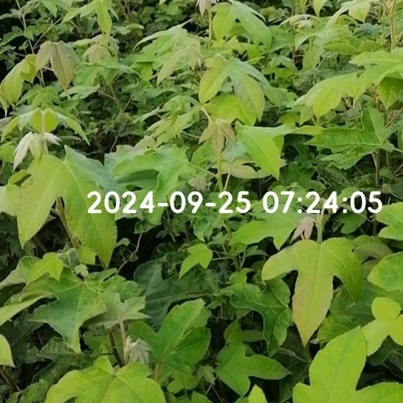 枫香苗