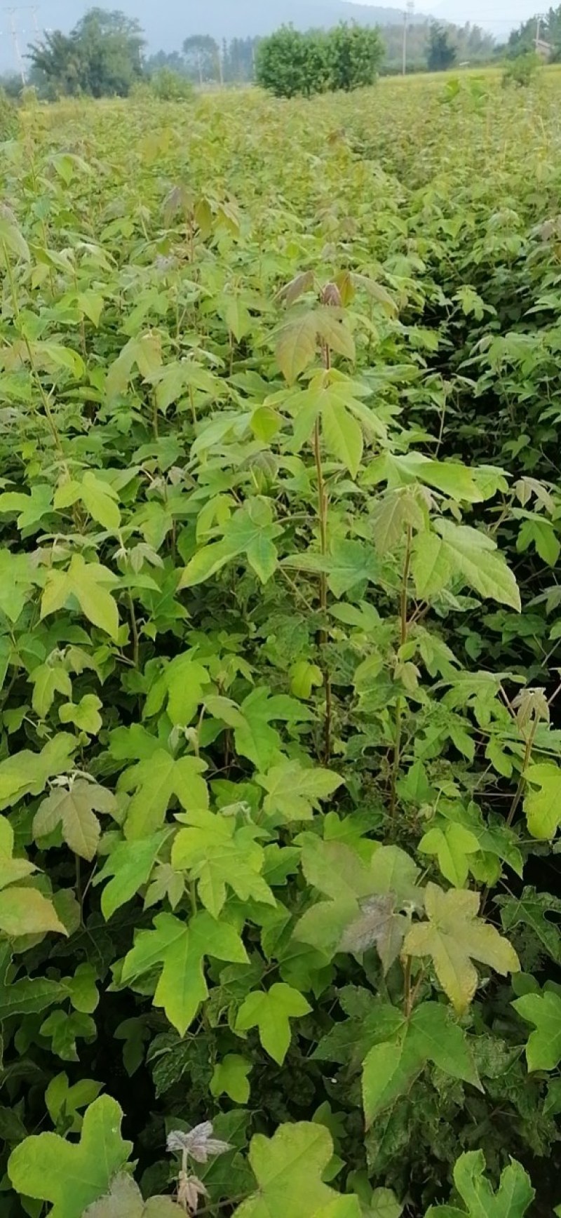 枫香苗