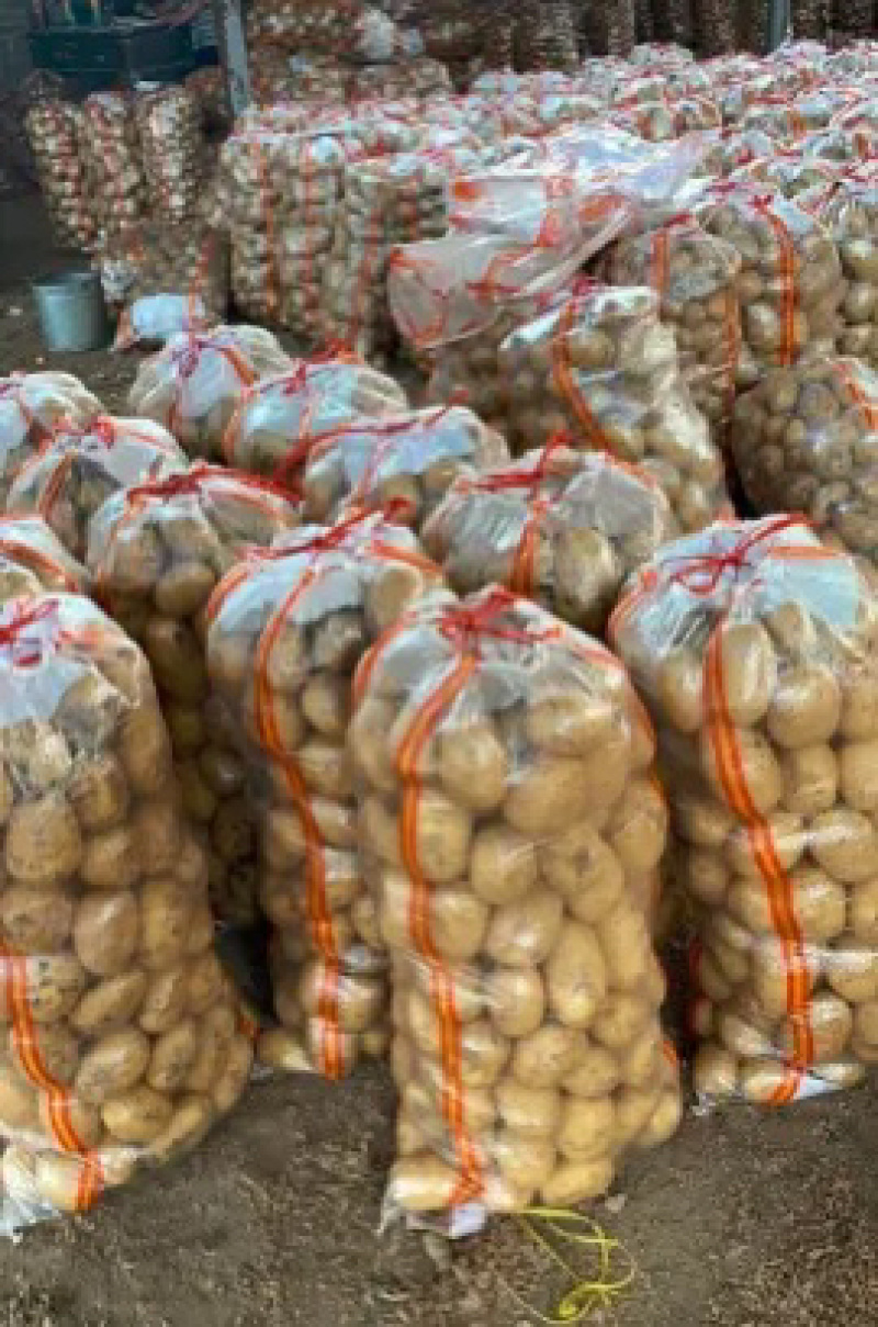 产地大量土豆黄心土豆质量保证价格低欢迎洽谈