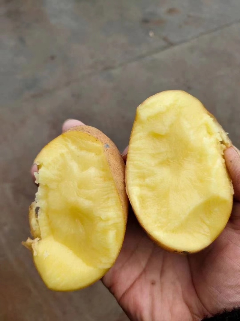 产地大量土豆黄心土豆质量保证价格低欢迎洽谈