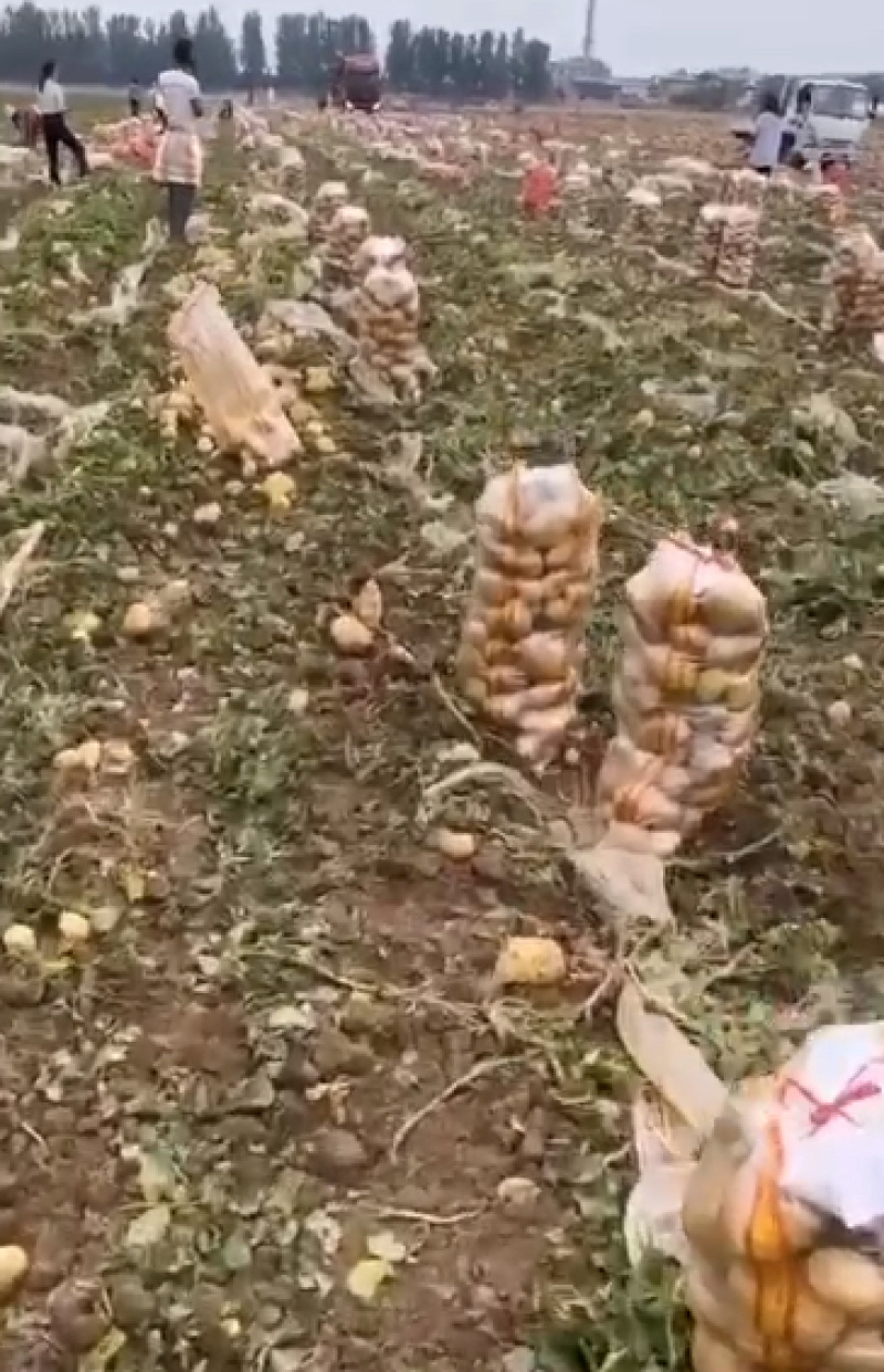 产地大量土豆黄心土豆质量保证价格低欢迎洽谈