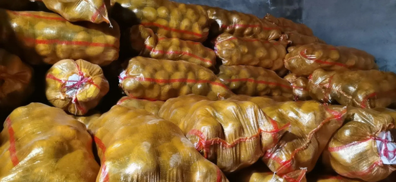 产地大量土豆黄心土豆质量保证价格低欢迎洽谈