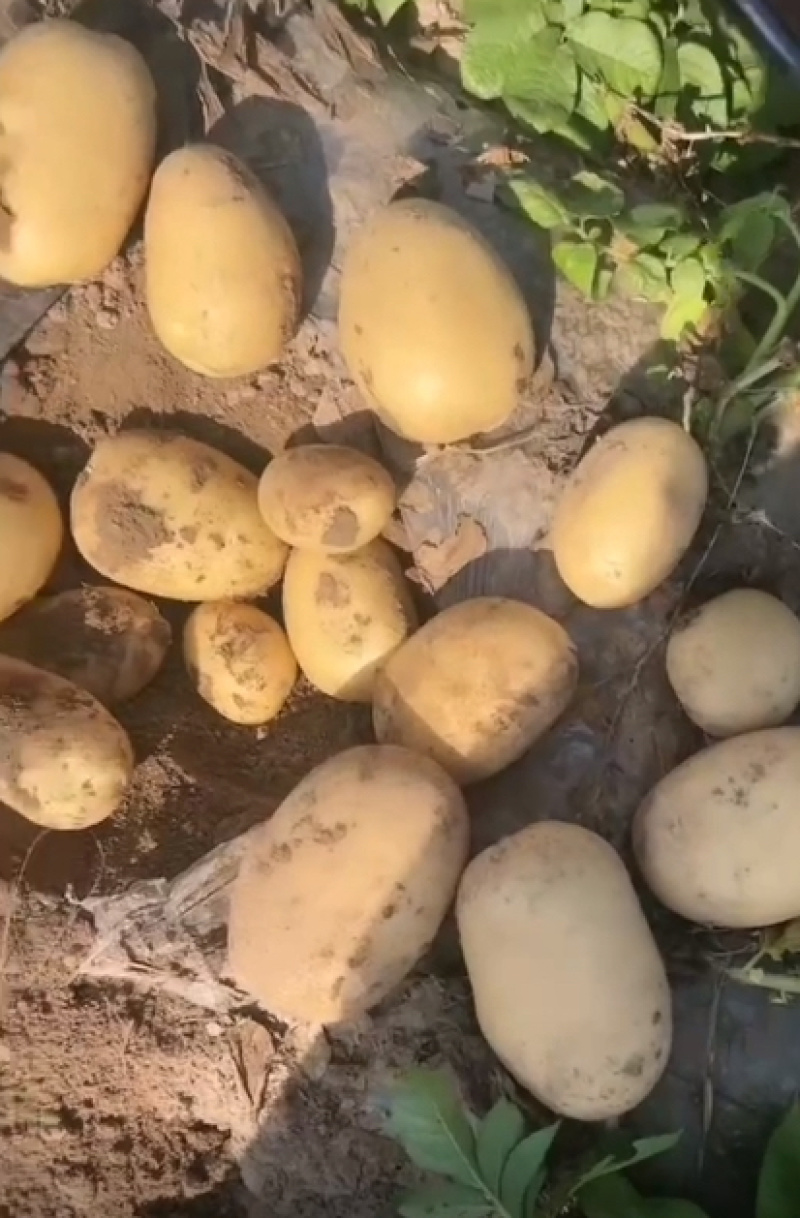 产地大量土豆黄心土豆质量保证价格低欢迎洽谈