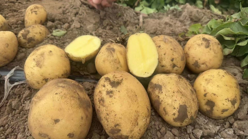 产地大量土豆黄心土豆质量保证价格低欢迎洽谈