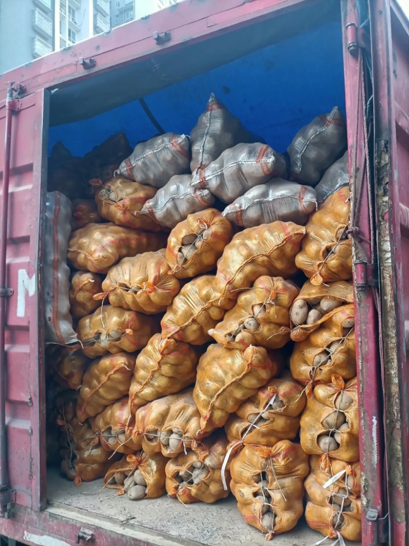 产地大量土豆黄心土豆质量保证价格低欢迎洽谈