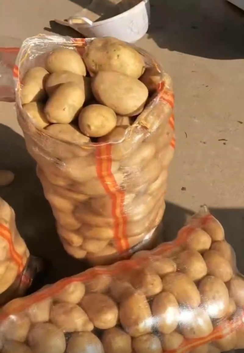 产地大量土豆黄心土豆质量保证价格低欢迎洽谈
