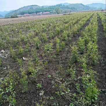 威灵仙产地直发大量现货供应欢迎来电咨询优惠