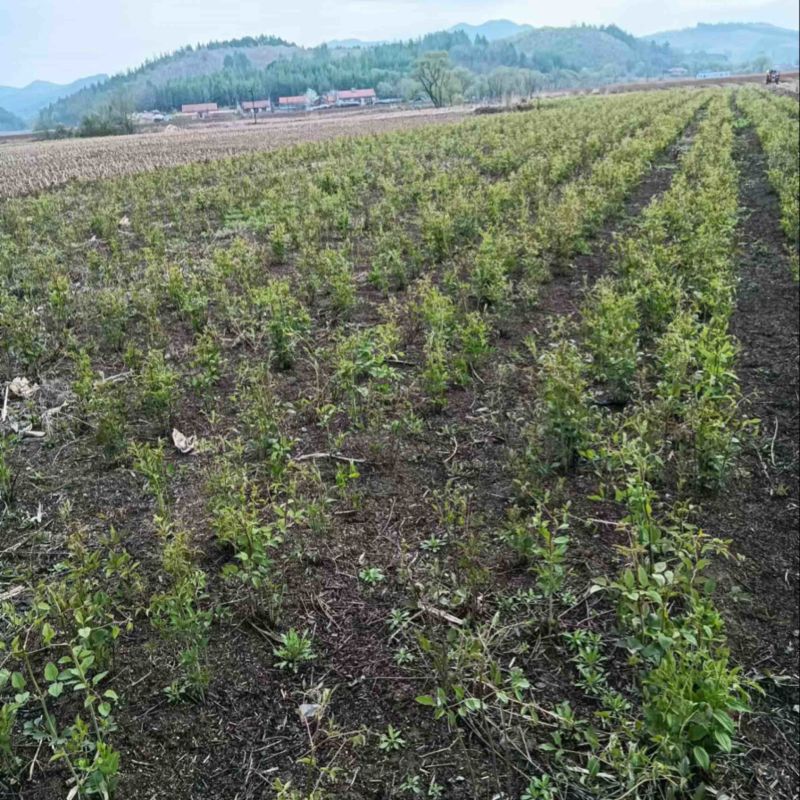 威灵仙产地直发大量现货供应欢迎来电咨询优惠