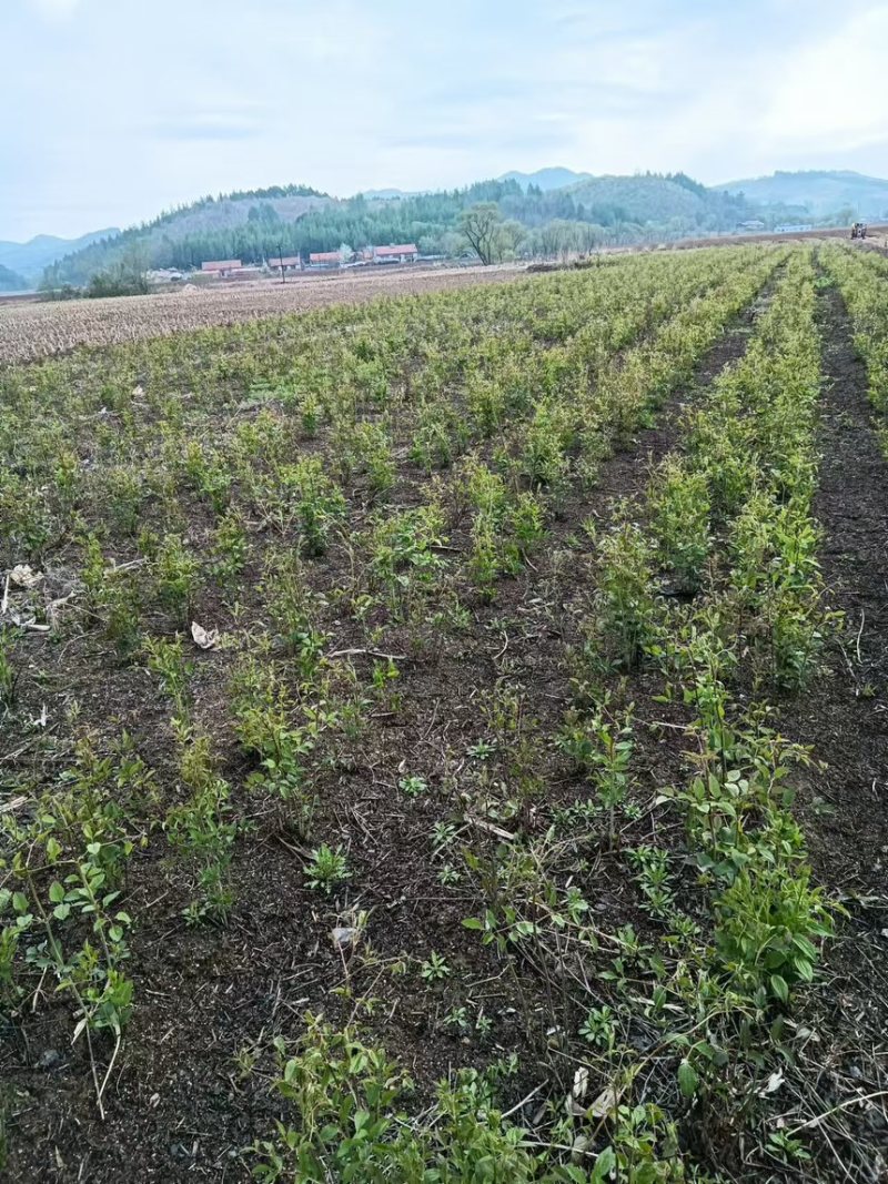 威灵仙产地直发大量现货供应欢迎来电咨询优惠