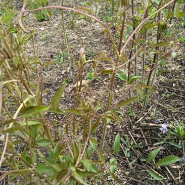 辽宁药材基地威灵仙两年生五年生长期自有种植基地