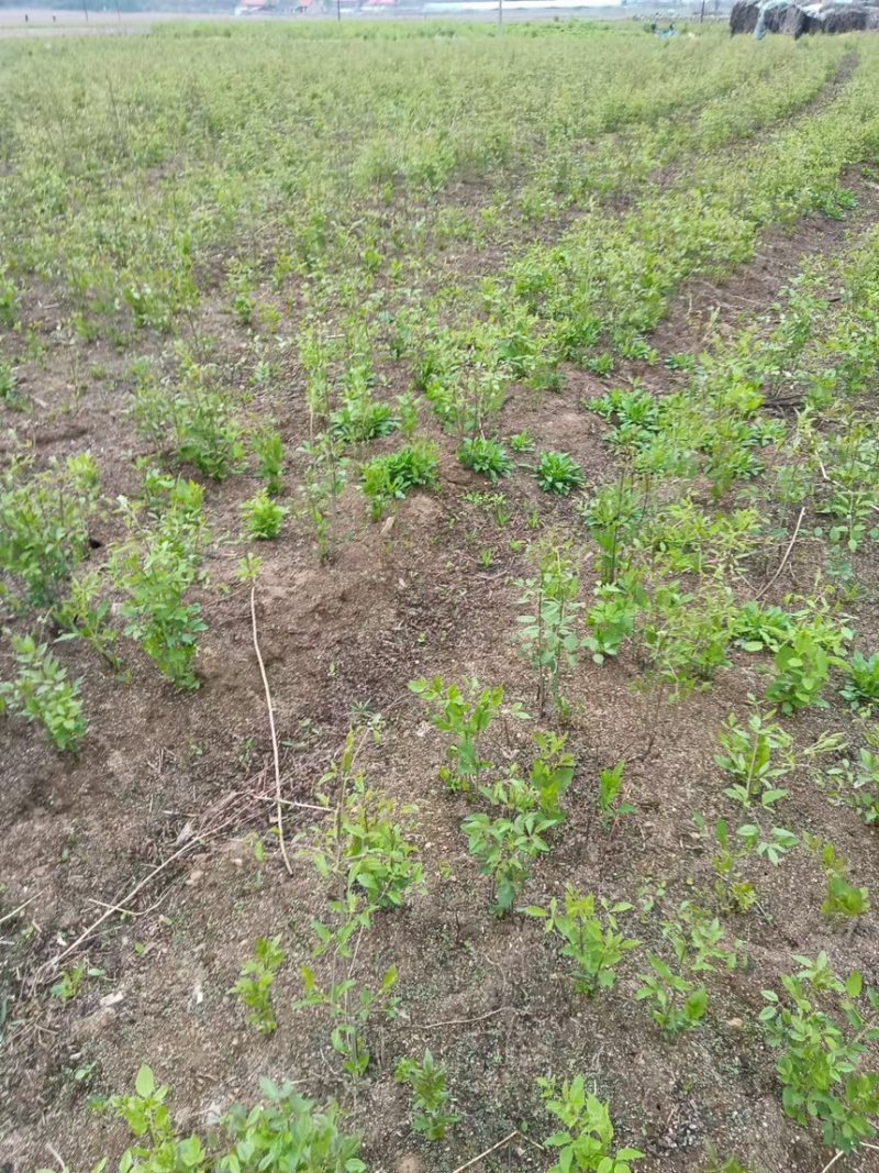 辽宁药材基地威灵仙两年生五年生长期自有种植基地